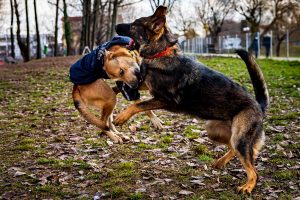 fotografie animale in actiune canon 5D mark IV